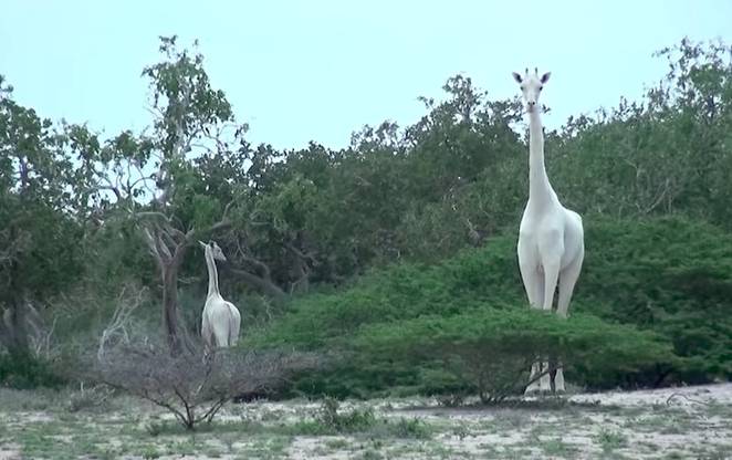 Hihetetlen ritka zsiráfokat videóztak Kenyában