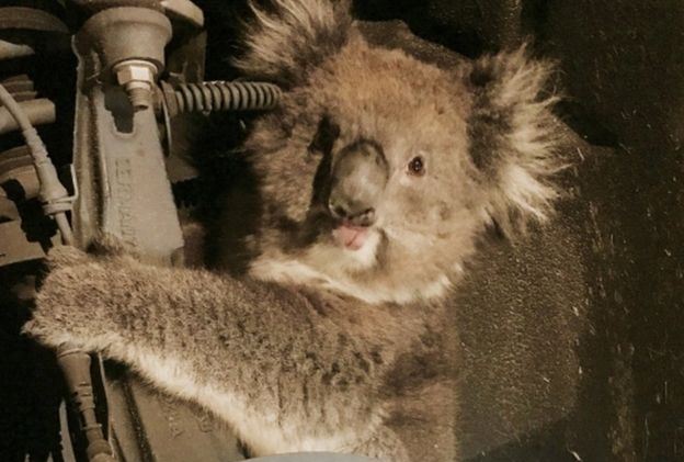 Videó: 16 kilométert utazott a koala egy kerék mögött, túlélte