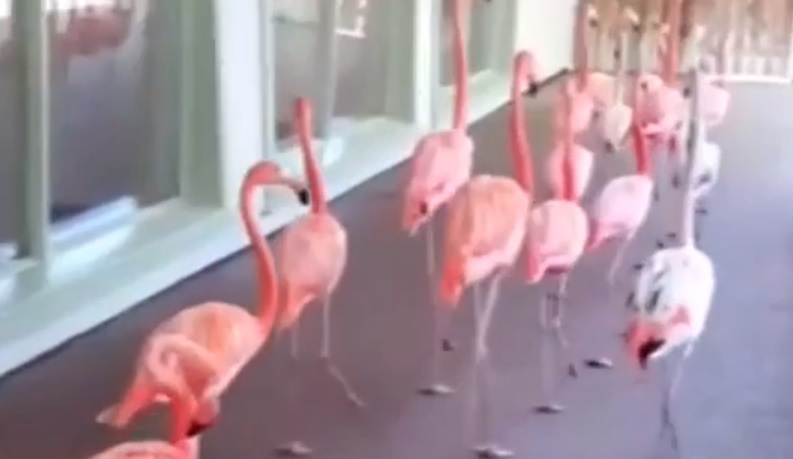 A floridai flamingóknál fegyelmezettebben senki sem menekült a hurrikán elől