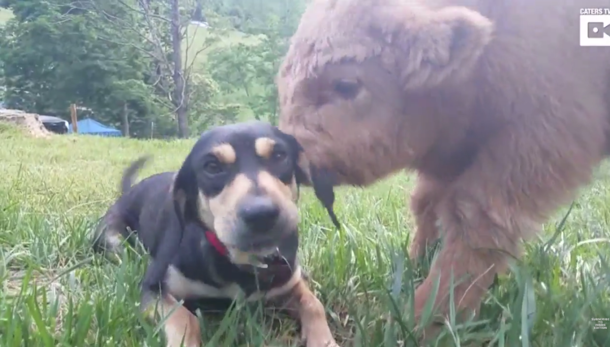 Videó egy borjúról, aki kutyának képzeli magát