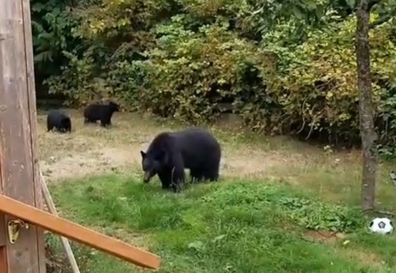 Három medve fogadta az udvaron, hihetetlen módszerrel zavarta el őket a férfi – videó
