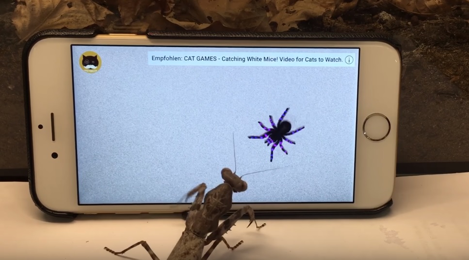 Nagyon megtréfálta az imádkozósáskát a virtuális pók – videó