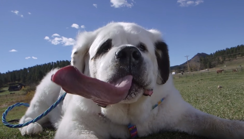 Giganyelvű bernáthegyi a világ leghosszabb nyelvű kutyája – videó