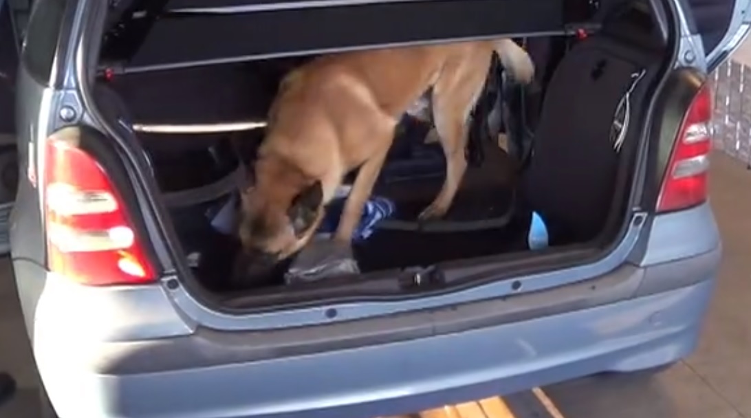 Videó: így szagolt ki 1000 doboz csempészcigit magyar NAV-os kutya