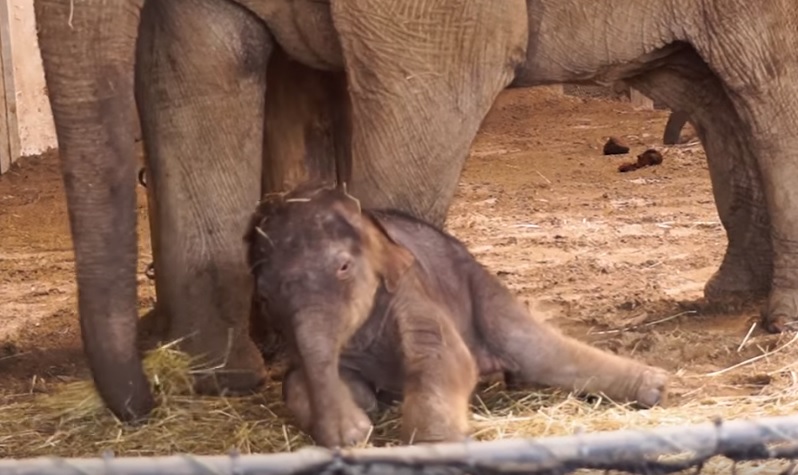 Elolvad a szíved, úgy ébreszti anyukája a budapesti kiselefántot – videó