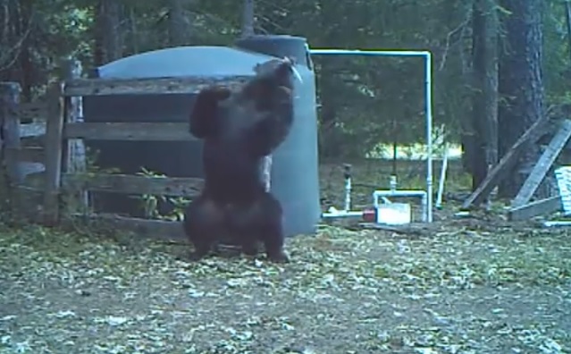 Az önmagát irtózatosan tökön verő medvétől szakad most az internet – videó