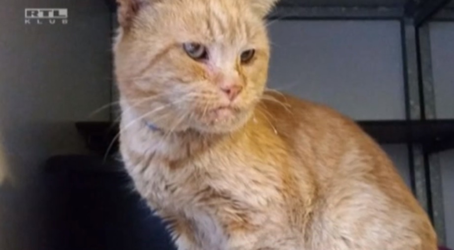 1400 kilométert utazott étlen-szomjan Tamásiból Eindhovenbe Rudi, a macska