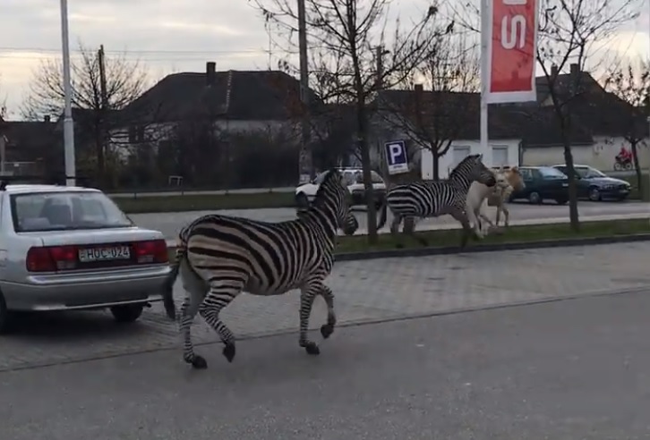 Zebrák kergettek szamarakat a bátaszéki Spar-parkolóban – videó