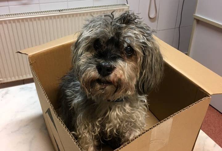 Magyar mentősök segítettek az elkószált öreg kutyán – fotók