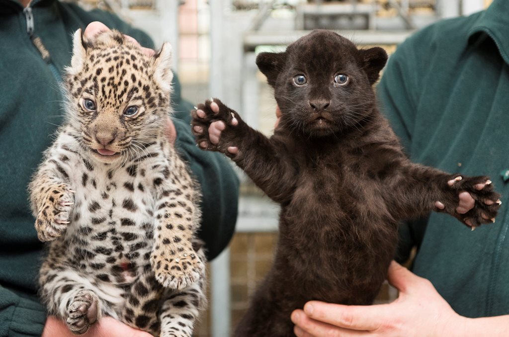 Bemutatták a Nyíregyházi Állatpark egyhónapos jaguárikreit (MTI Fotó: Balázs Attila)