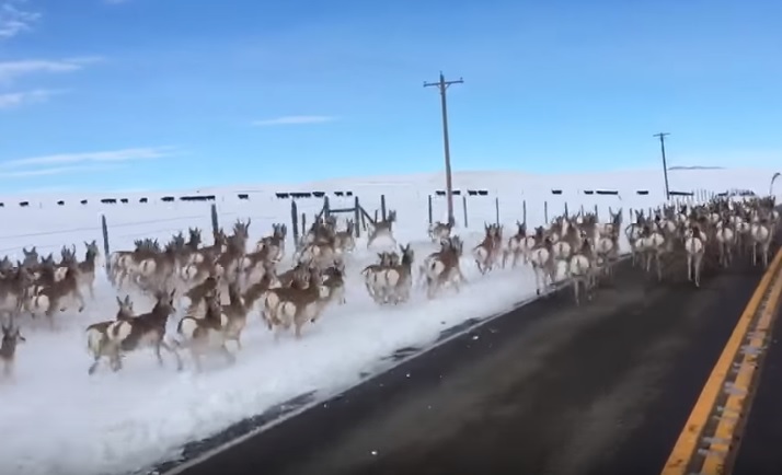 Antilopok százai rohanták meg a főutat – videó