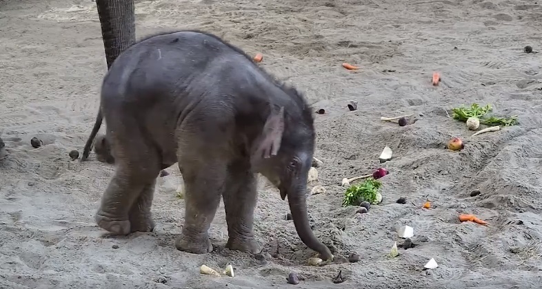 Videón a budapesti kiselefánt első Mikulása