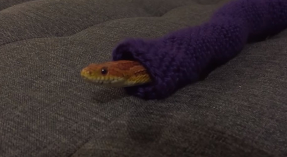 Megőrül a net a karácsonyi pulcsiban cukiskodó kígyóért – videó