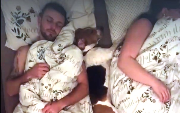 Videó: ezt csinálják a kutyák, ha velünk alhatnak az ágyban