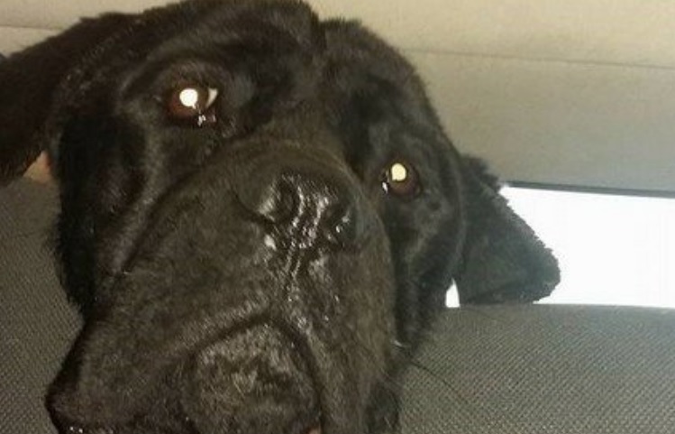 Egy évig élt állkapcsában egy karabinerrel a megmentett sóshártyáni kutya – felkavaró fotók