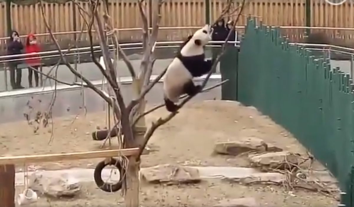 Sírva röhög az internet a hatalmasat zakózó pandán – videó