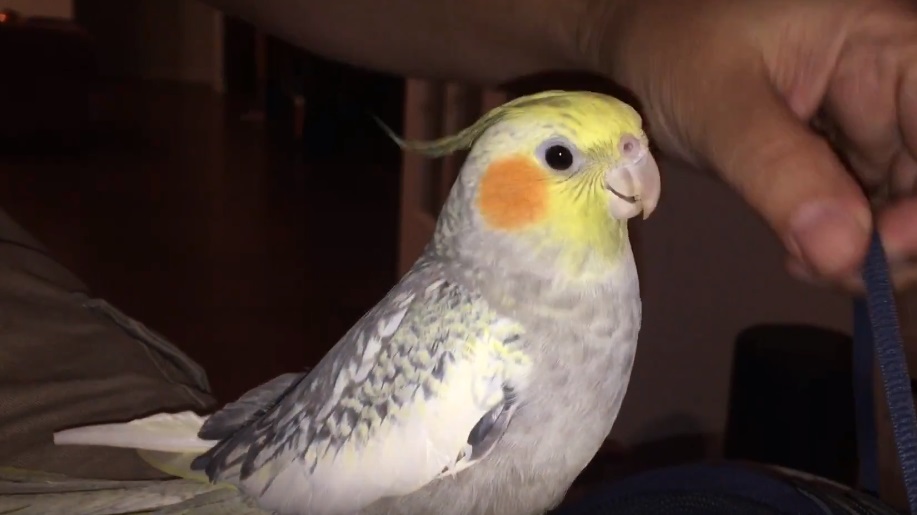 iPhone-csengőhangon kezd csörögni a papagáj, ha ideges lesz – videó