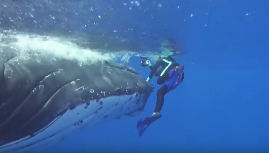 Ilyet még nem videóztak: bálna védte meg a cápától a búvárt