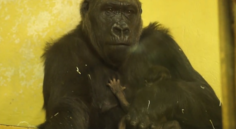 Tapló látogatók miatt lezárták az új majomházat a budapesti állatkertben