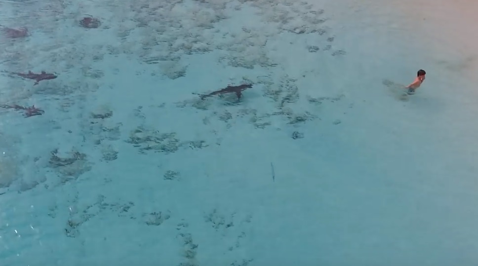 Drónvideón, ahogy négy cápa rástartolt a kisfiúra