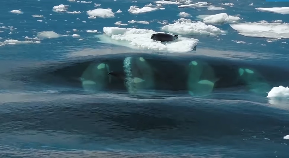 Négy gyilkos bálna támadt egy fókára, a küzdelmük idegőrlő – videó