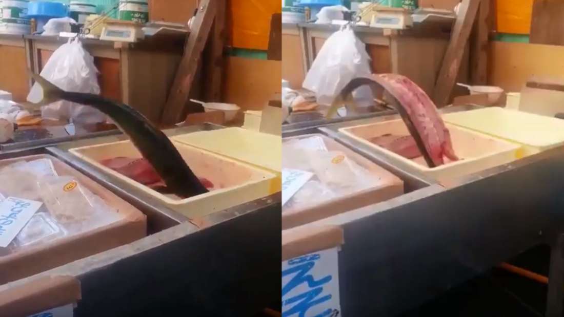Horror a boltban: feltámadt a félbevágott hal – videó