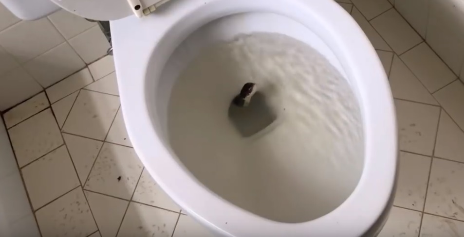 Soha többé nem ülsz rá a vécére, ha megnézted ezt a videót