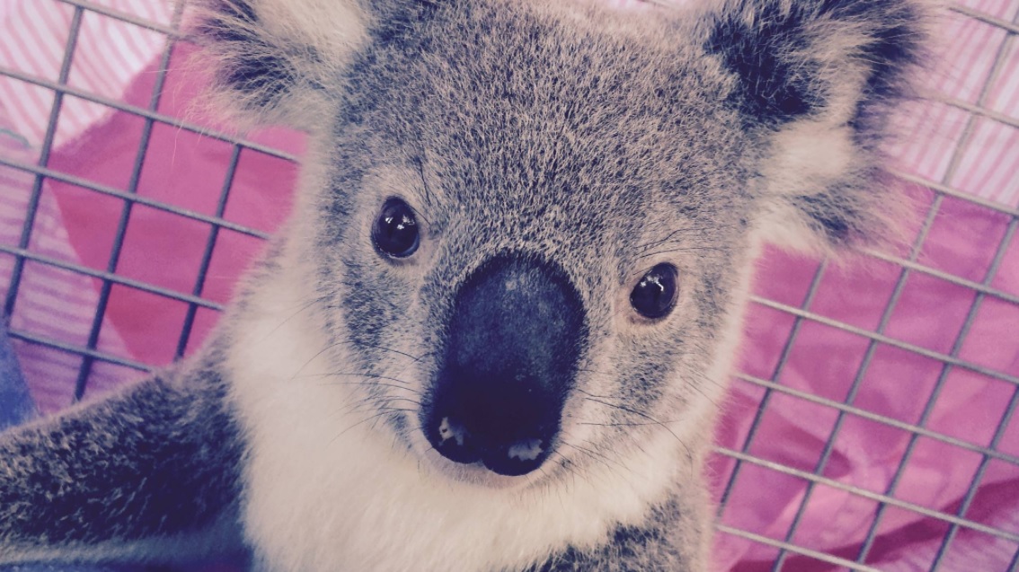 Felcsavaroztak egy koalát egy oszlopra, tombolnak az állatvédők – fotó