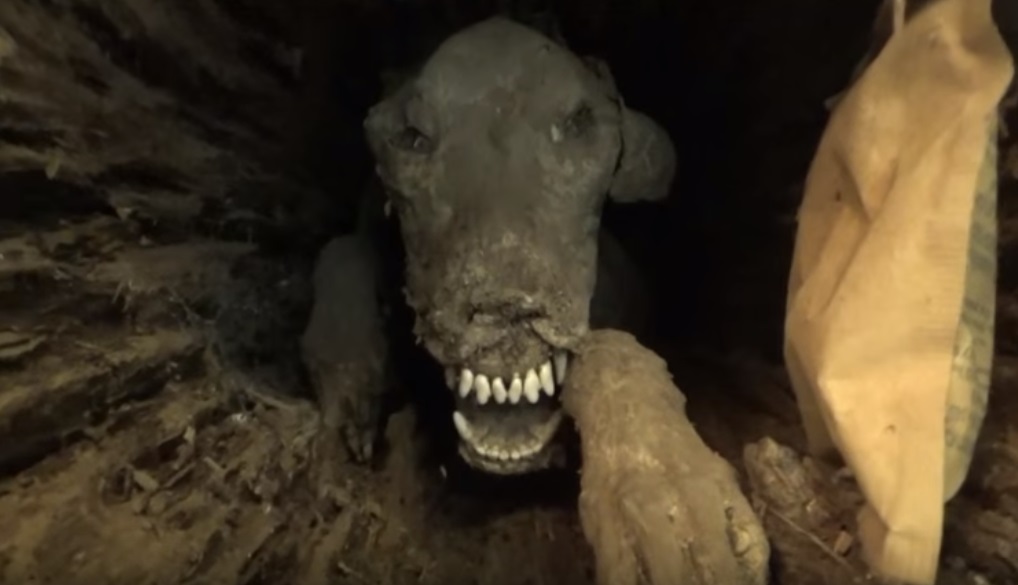 60 éve fába szorult a vadászkutya, ma kiállításon láthatod a múmiáját – videó