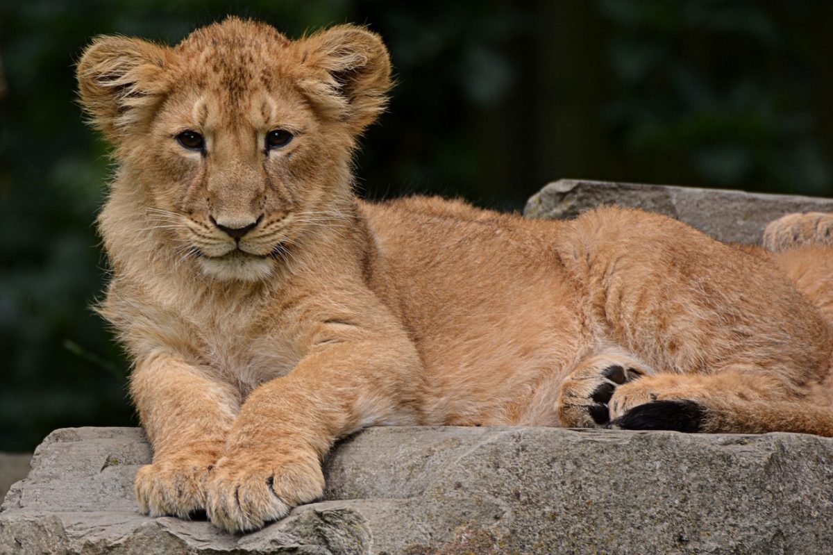 Kilenc egészséges oroszlánkölyköt ölt meg az állatkert, mert nem tudtak beilleszkedni