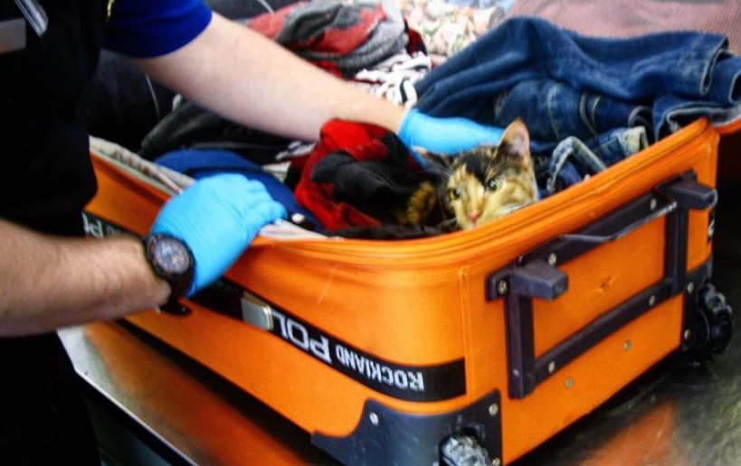 Ki az a kretén, aki poggyászba gyömöszölve utaztatja a macskáját a repülőn?