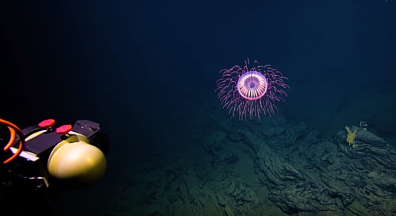 Ámultak a kutatók: mélyengeri tűzijátékká változott a medúza – videó