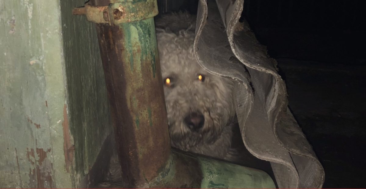 Sokkoló videó: így rettegték végig a kutyák a szilveszteri durrogtatást