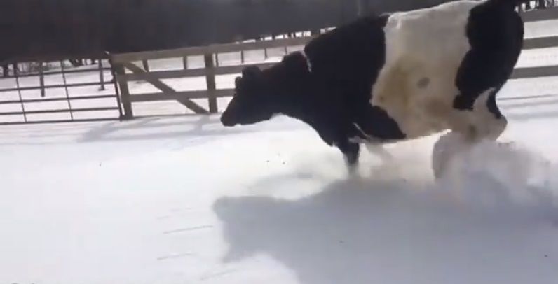 Nincs ma boldogabb a friss hóban tomboló tehénnél – videó