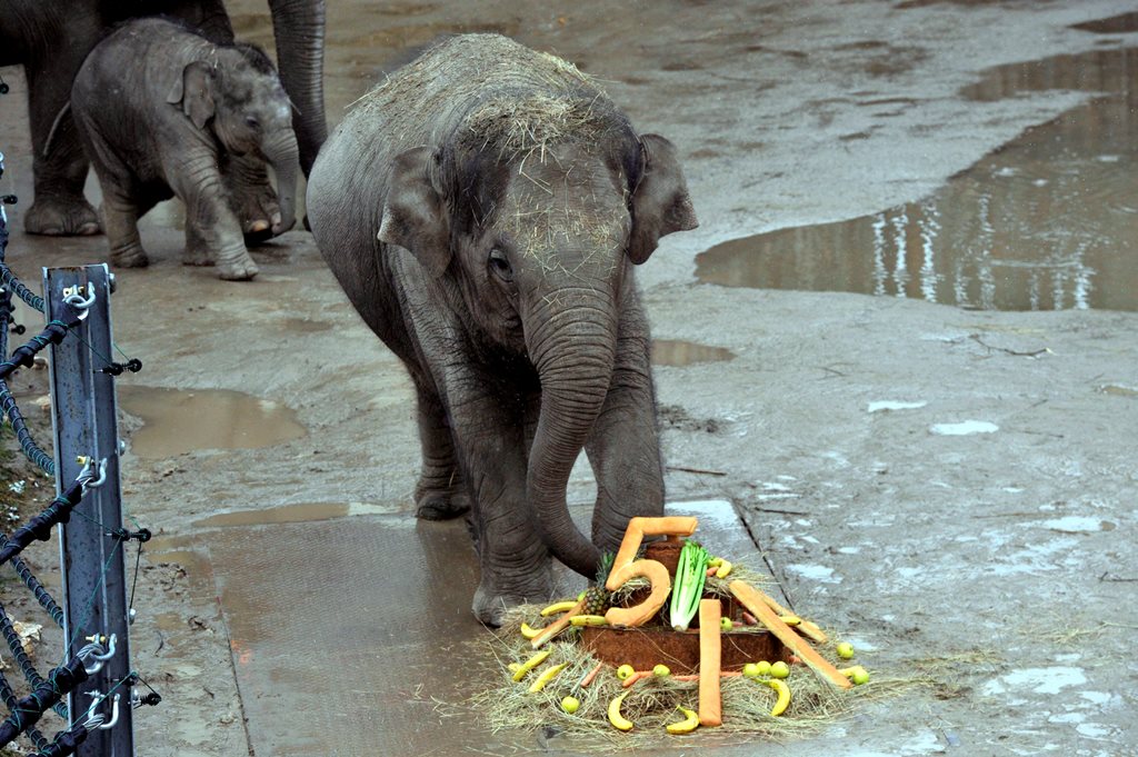 Ötéves Asha, a budapesti állatkert elefántja (MTI Fotó: Kovács Attila)
