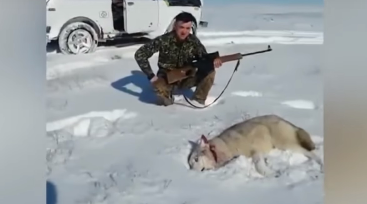 Belerúgott a lelőtt farkasba a vadász, ami ezután történt, azt úgy hívják, karma – videó