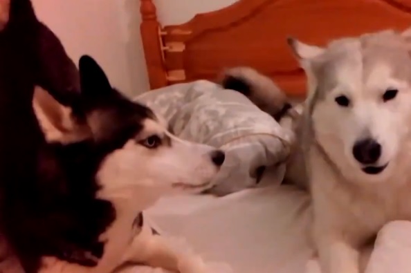 A házaspárként veszekedő kutyák videójától szakad az internet