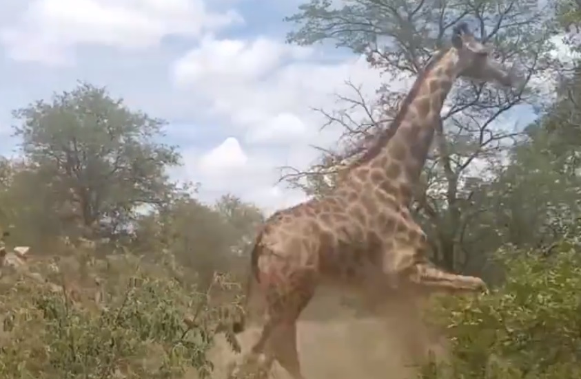 Kabaréba fordult egy zsiráf megható szabadon engedése – videó