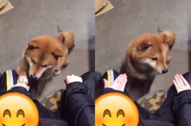 Minden az arcára van írva a kutyának, aki bedőlt a gazdi átverésének – videó