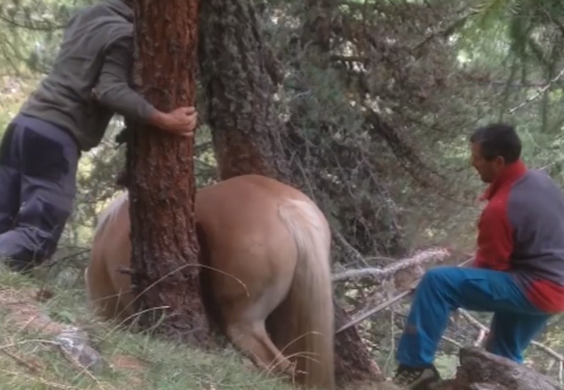 Fába szorult egy ló, már teljesen feladta, amikor betoppant két férfi láncfűrésszel – videó