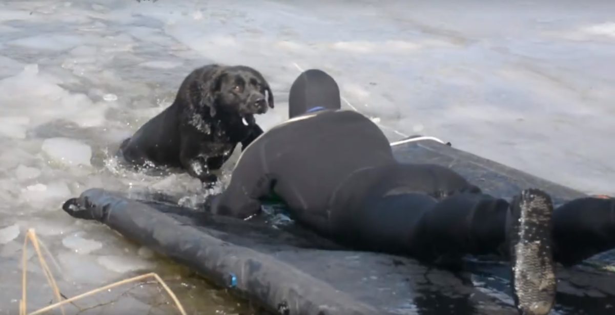 Búvárok mentették ki a Naplás-tóba szakadt kutyát – videó