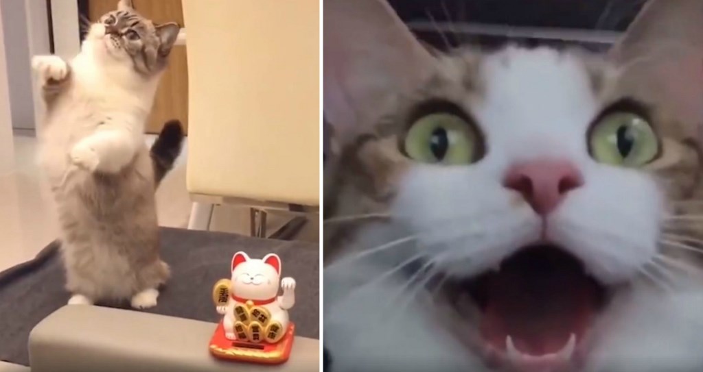 Hibátlan videó: ilyen vagy a hét napjain macskákkal elmutogatva