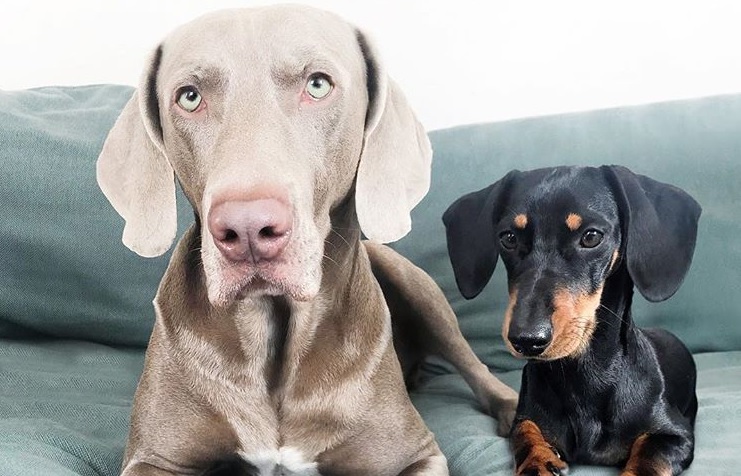 Két kutya megmutatta, mi a tökéletes csapatmunka, felrobbant tőlük a Facebook