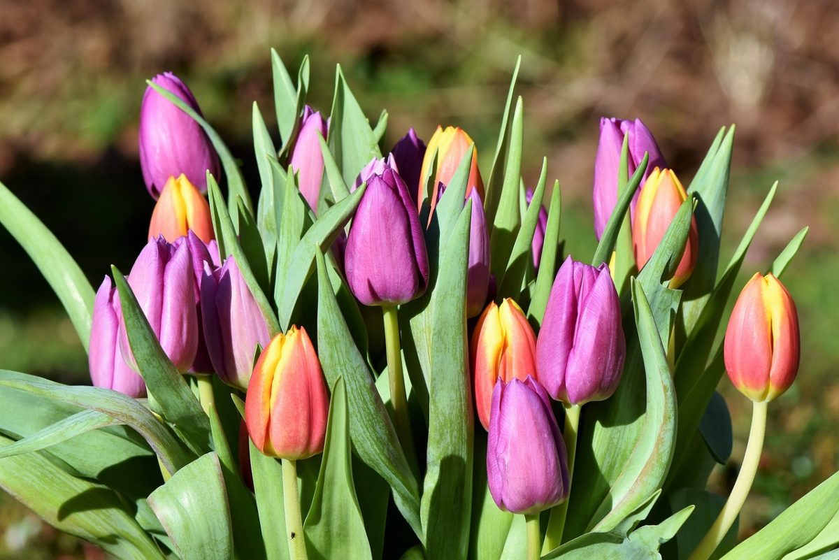 Óriási tulipánszüret kezdődik a hétvégén – mondjuk, hová menj