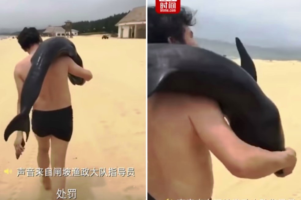 Vállára dobta és elvitte a partra vetett delfint a kretén turista – videó