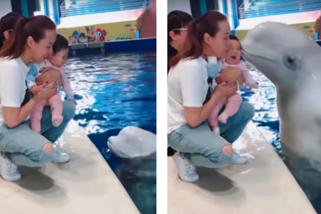 Delfin puszilta meg a kisbabát, a reakciójától olvad az internet – videó