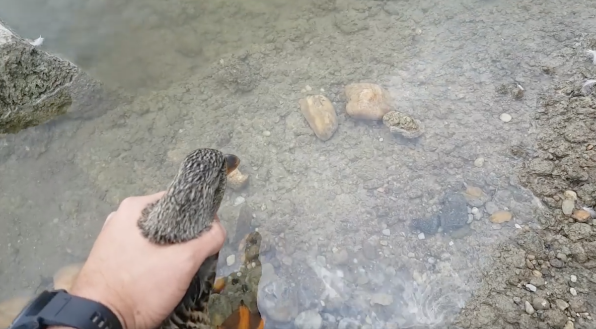 Egy kacsacsaládot találtak a BME tetőteraszán – videón a megmenekülés