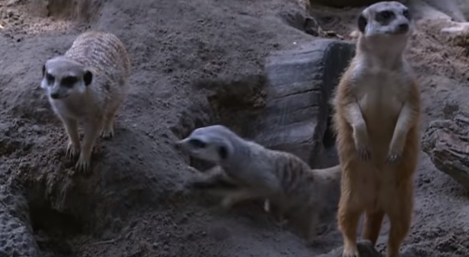 Vele pótolták Zarát, az elpusztult kecskeméti szurikátát – videó