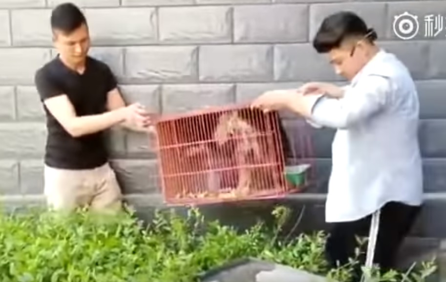 17 nap után mentették ki az élve befalazott kutyamamát – videó