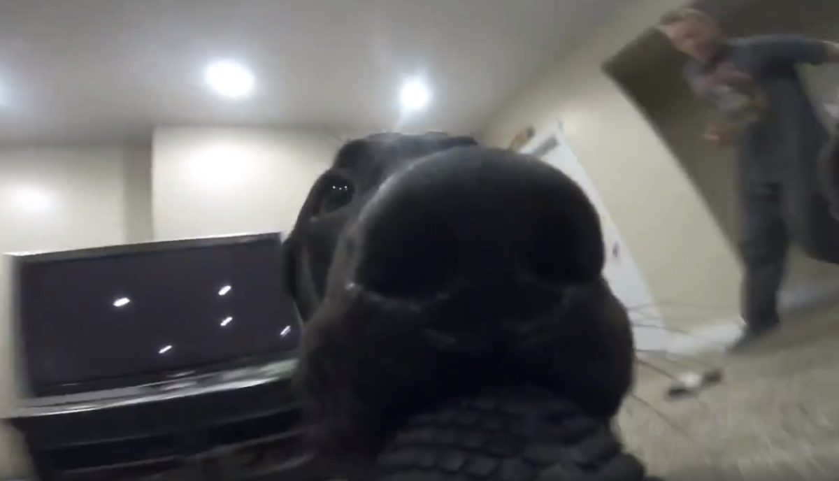 Kamerát lopott a kutya, és elkészítette a legszuperebb GoPro videót